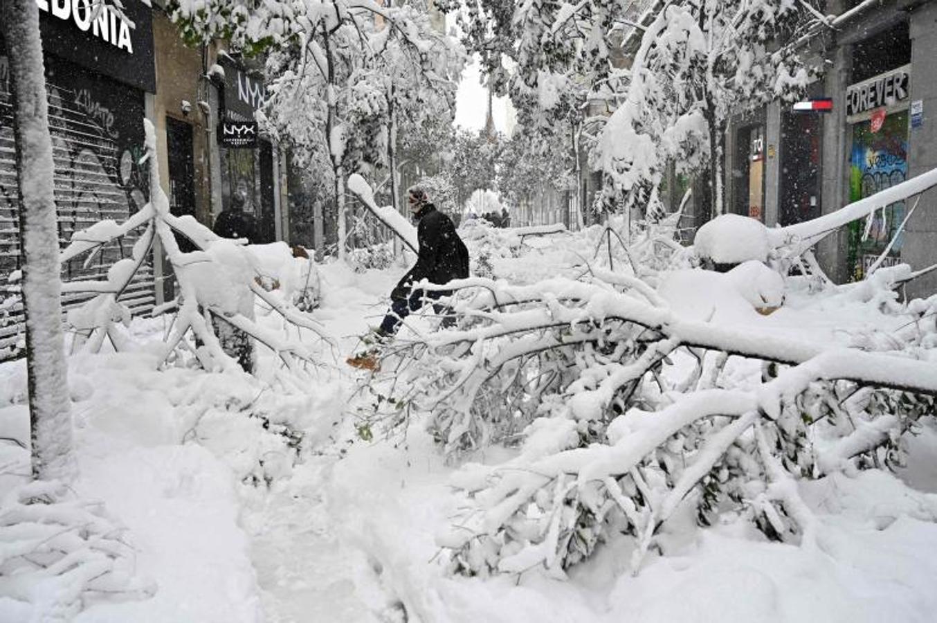 Algunos árboles cayeron en Madrid por el peso de la nieve