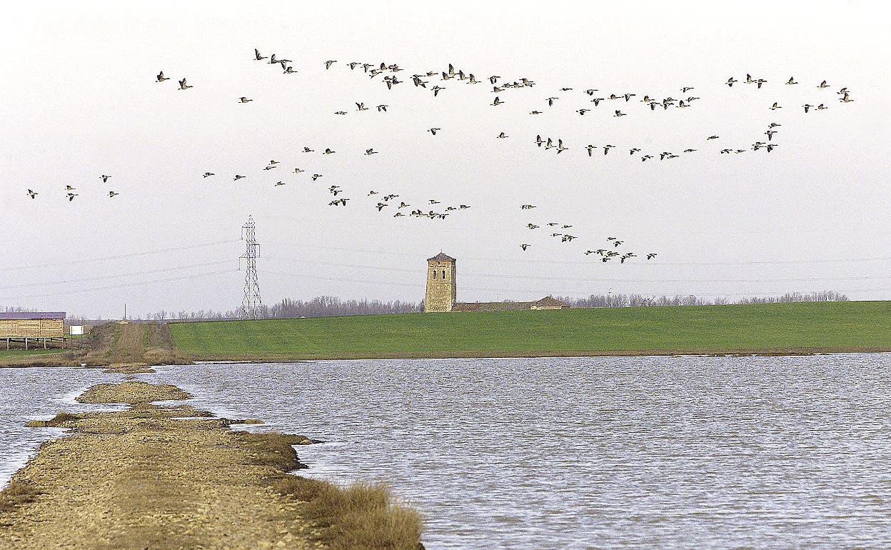 Humedal de Boada de Campos, en Palencia.