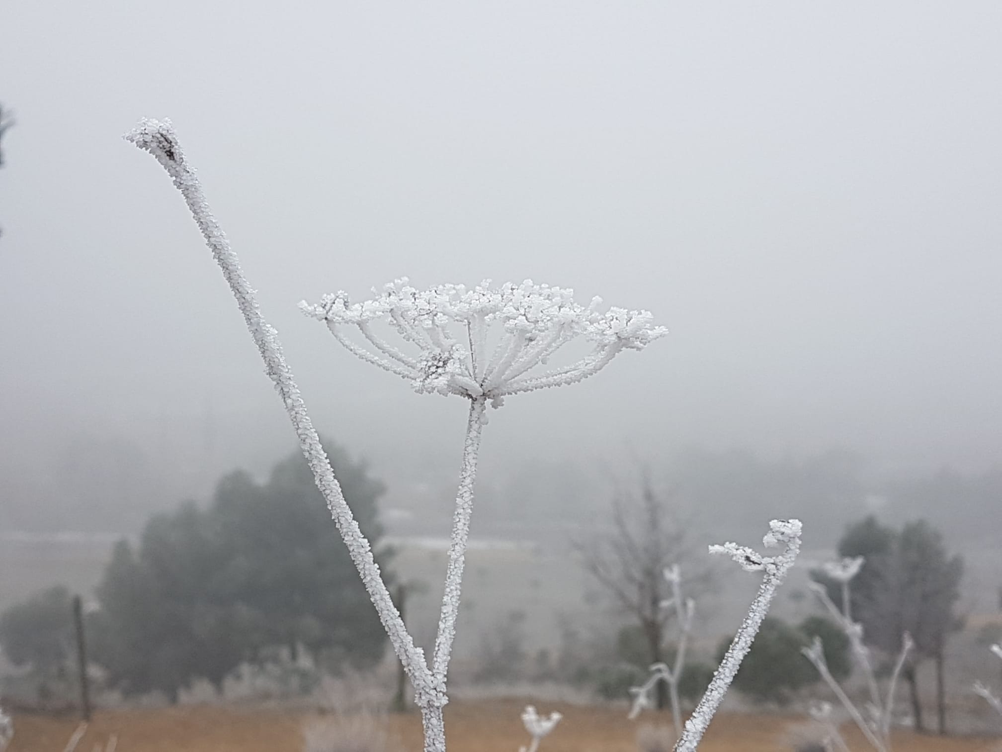 Fotos: Valladolid amanece cubierta de niebla