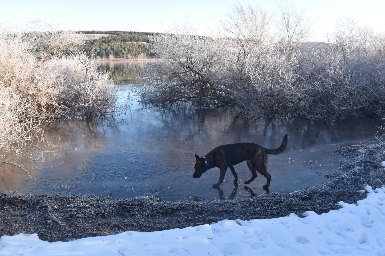 Fotos: El embalse de Aguilar de Campoo amanece congelado