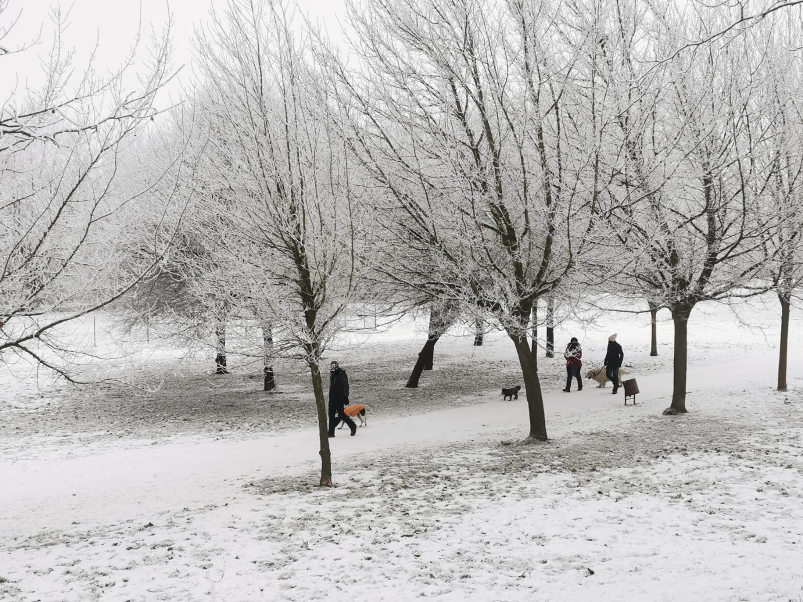El Parque Ribera de Castilla de Valladolid amanece cubierto de nieve