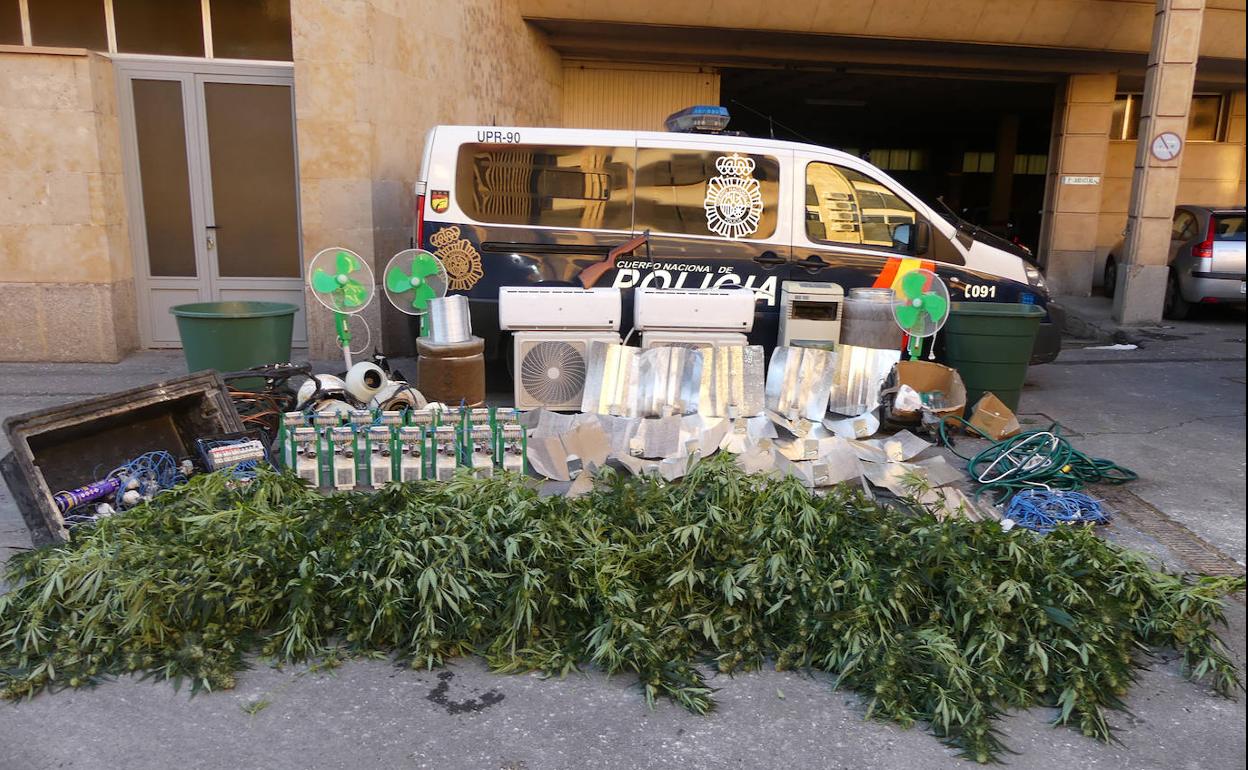 Plantas y objetos incautados por los agentes.