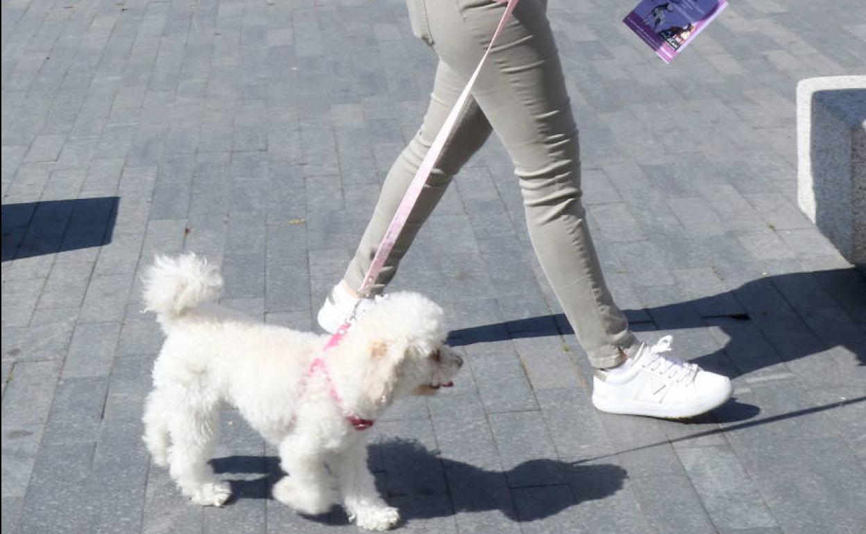 Una joven con mascarilla pasea a su perro en el estado de alarma por el coronavirus.. 