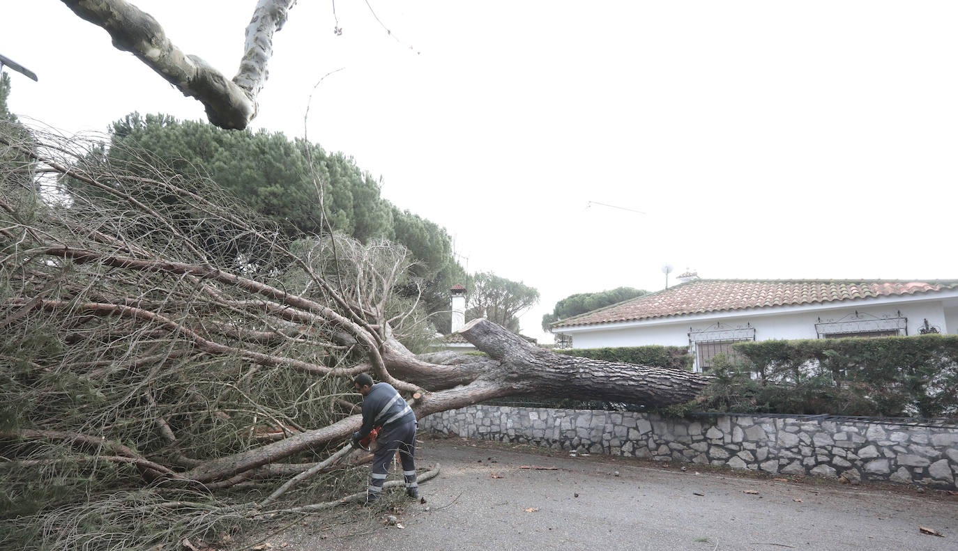 Árboles caídos en la carretera en la urbanización de La Corala.