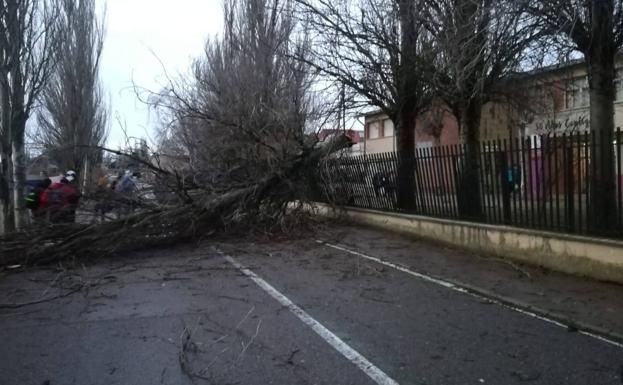 Un árbol caído en Villalón de Campos como consecuencia del viento. 