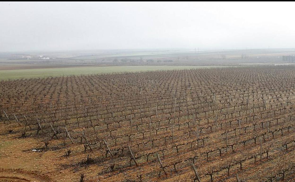 Vilñedo de la bodega Liberalia en Toro, en plena Denominación de Origen. 