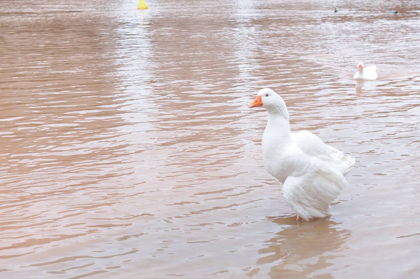 Fotos: Aumenta el caudal del Pisuerga a su paso por Valladolid