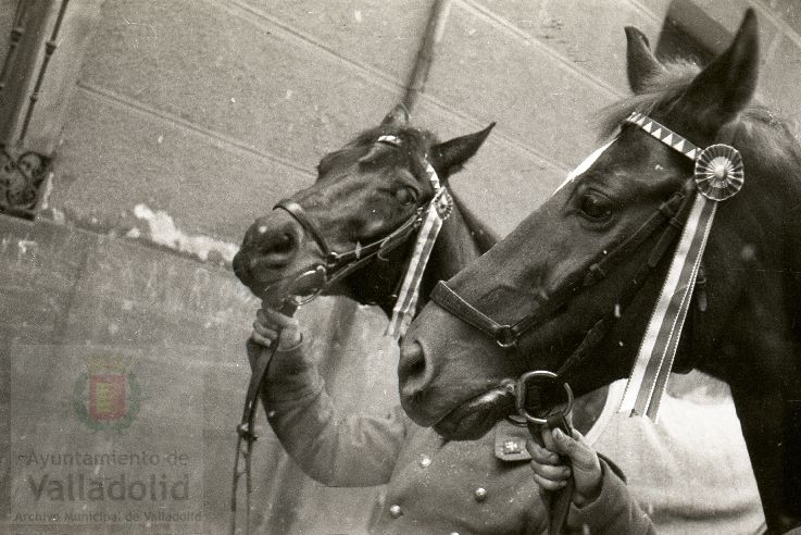 Fotos: Estampas del Valladolid antiguo (LXV): animales esperando la bendición de San Antón en 1957