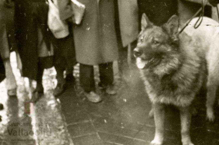 Fotos: Estampas del Valladolid antiguo (LXV): animales esperando la bendición de San Antón en 1957