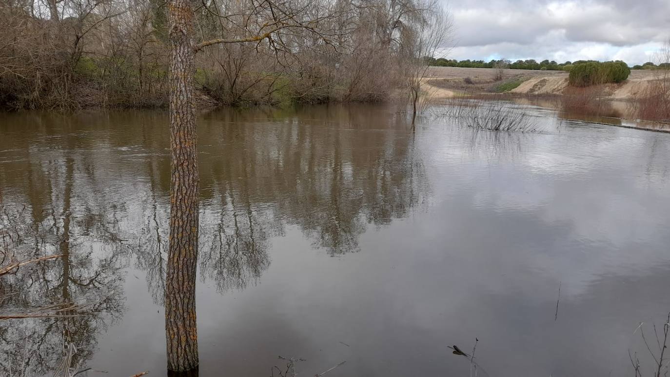 El Adaja, a su paso por Matapozuelos. 
