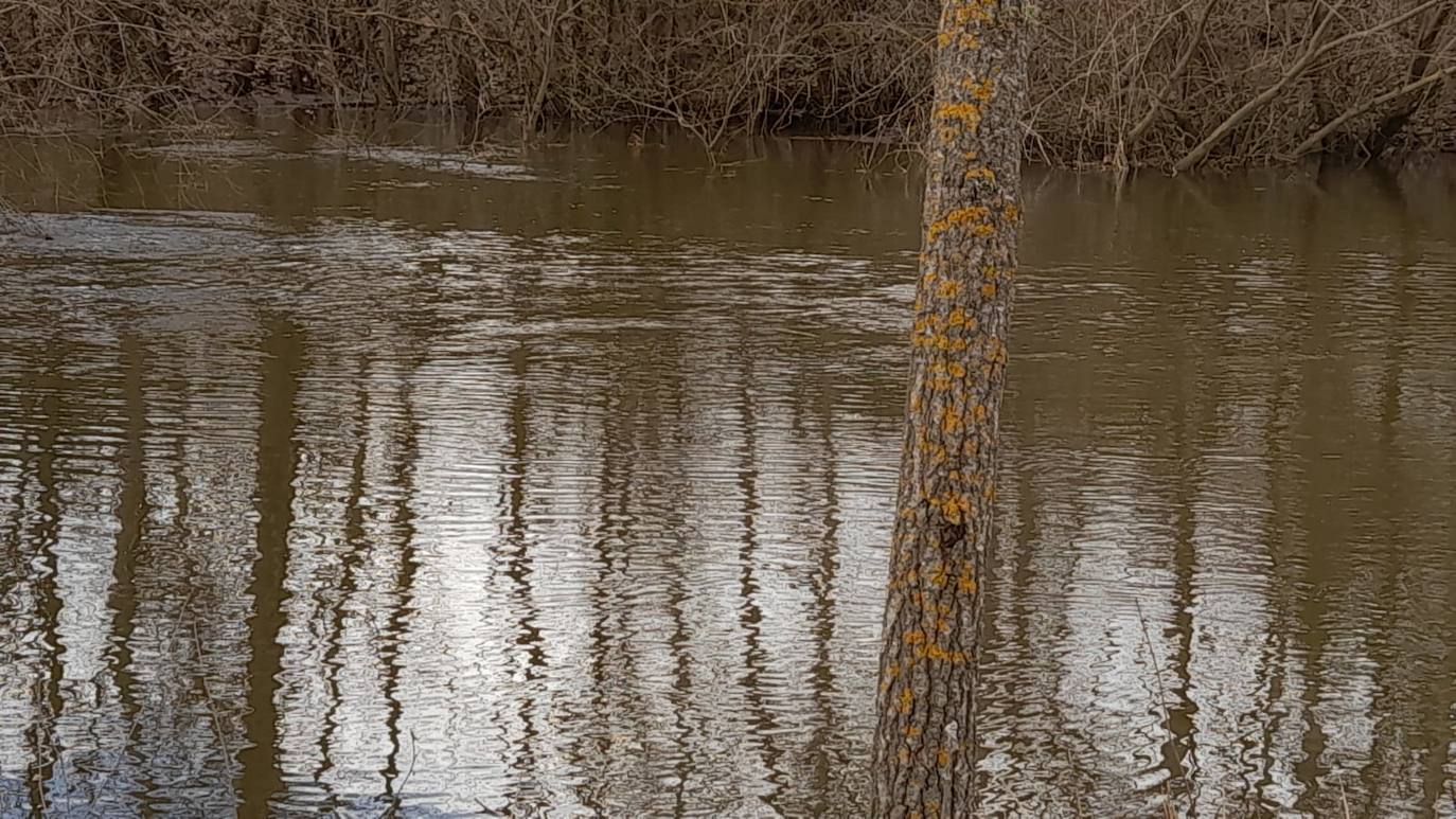 El Adaja, a su paso por Matapozuelos. 