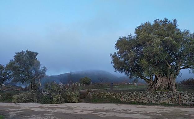 El olivo quemado se encuentra junto a otra decena de centenarios y un milenario. 