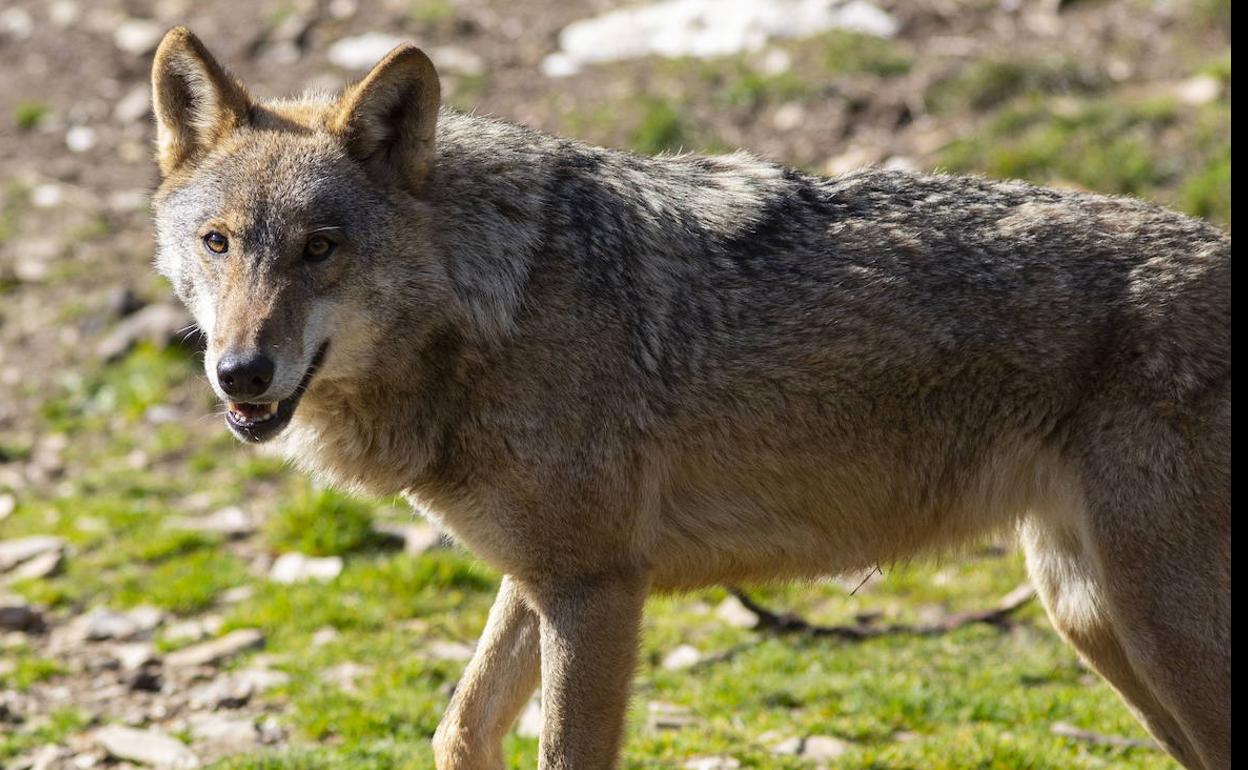 Un ejemplar de lobo. 