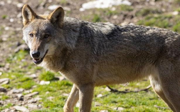 Castilla y León, Cantabria, Galicia y Asturias acudirán a los tribunales si se considera al lobo como especie protegida