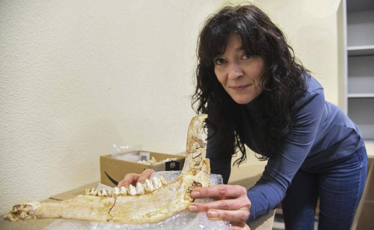 Marta Navazo muestra una mandíbula de ciervo, de 46.000 años de antigüedad, encontrada en el yacimiento busgalés de Prado Vargas.