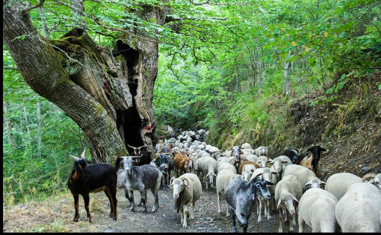 Ganadería en Peñalba de Santiago, El Bierzo.