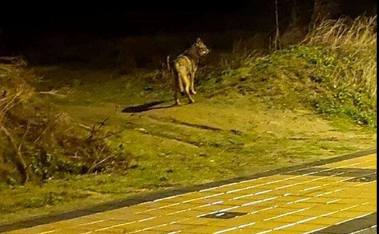 Lobo fotografiado por Fernando Pérez en Arroyo. 