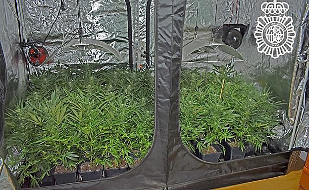 Armario portátil en el que se encontraban las plantas. 