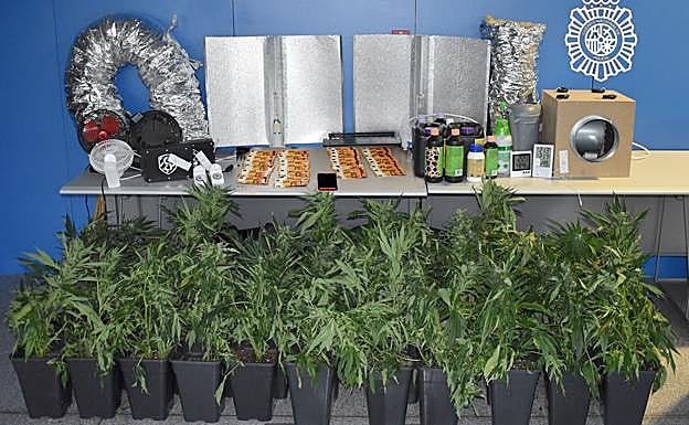 Plantas de marihuana intervenidas, juntos a los útiles para la preparación de la droga y dinero en efectivo. 