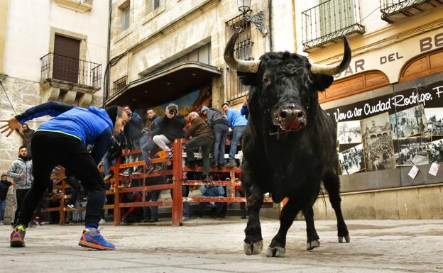 Estampa habitual del Carnaval del Toro de Ciudad Rodrigo durante un encierro.