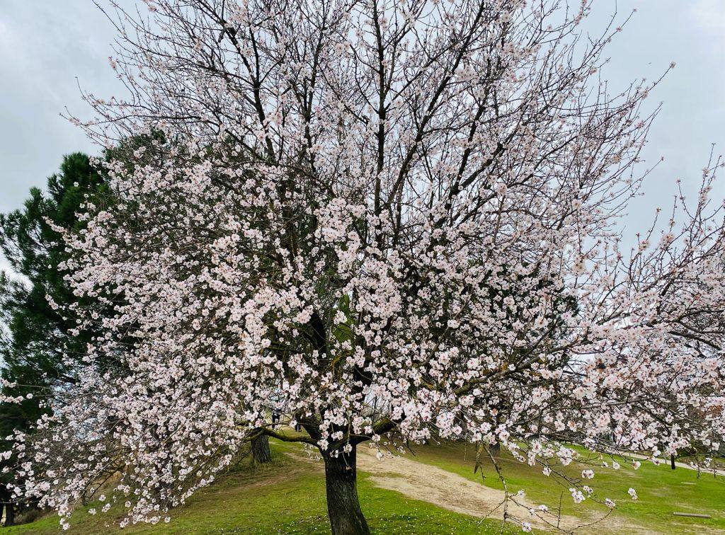 Fotos: Las imágenes de los almendros en flor enviadas por los lectores de El Norte