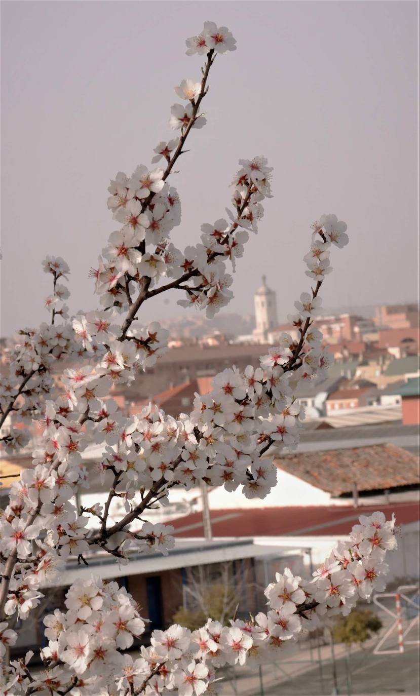 Fotos: Las imágenes de los almendros en flor enviadas por los lectores de El Norte