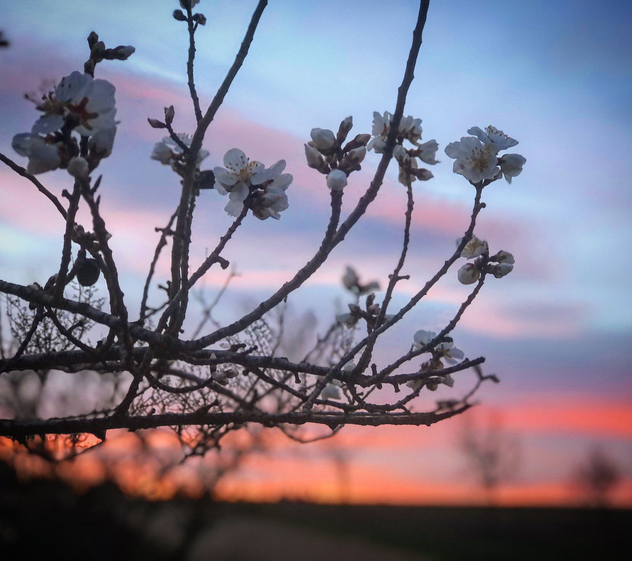 Fotos: Las imágenes de los almendros en flor enviadas por los lectores de El Norte