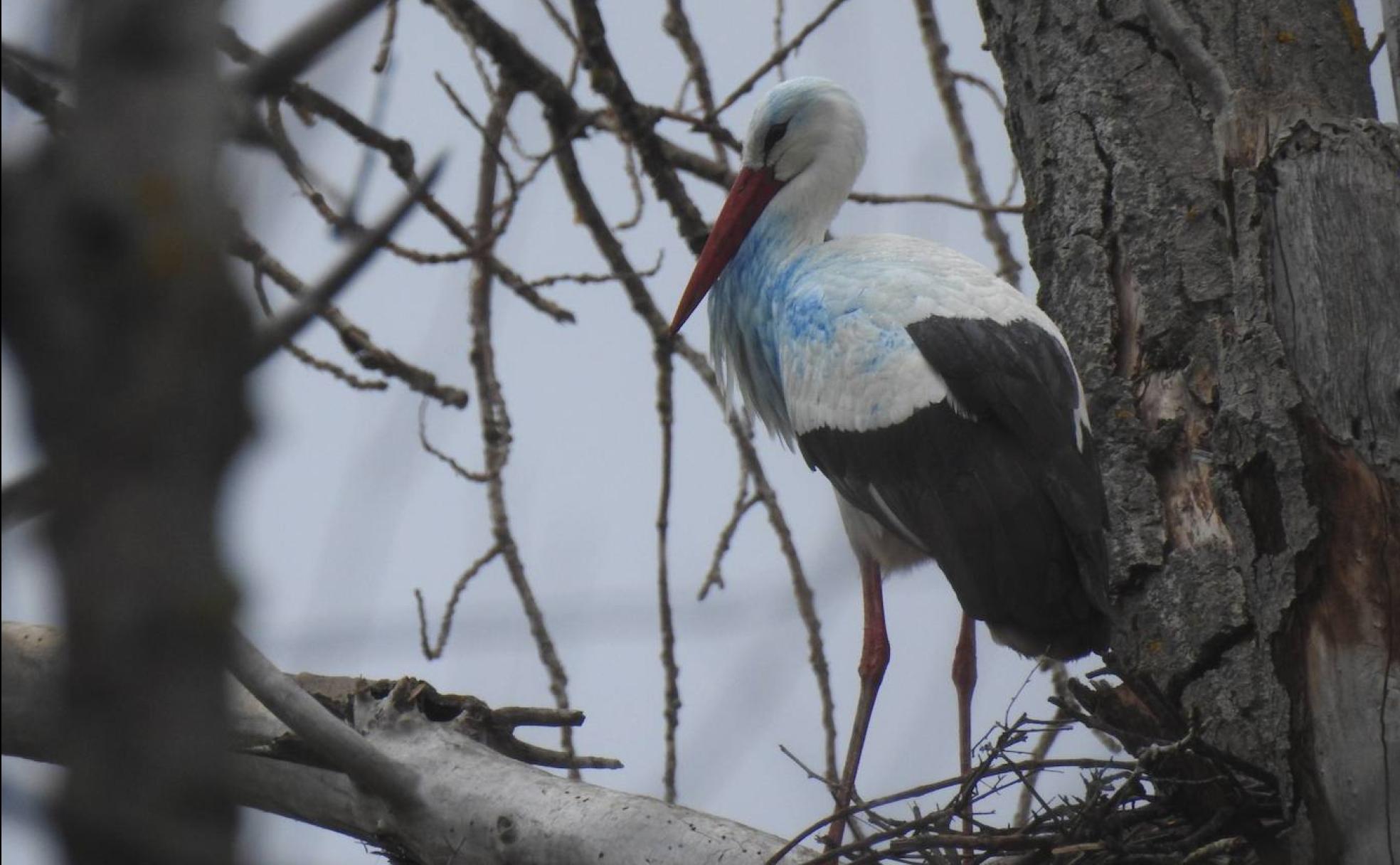 La cigüeña, con el plumaje de su parte izquierda pintado de azul. 