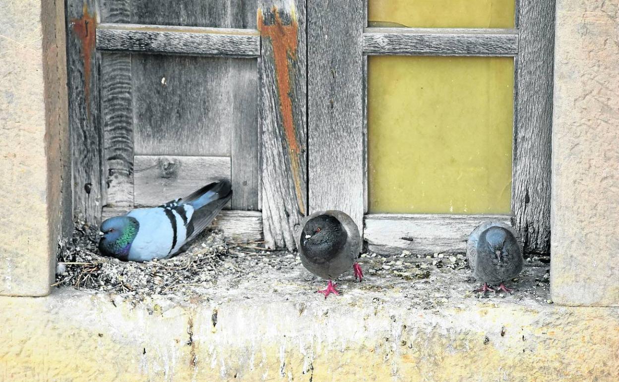 Palencia retomará la campaña de captura de palomas en quince puntos críticos