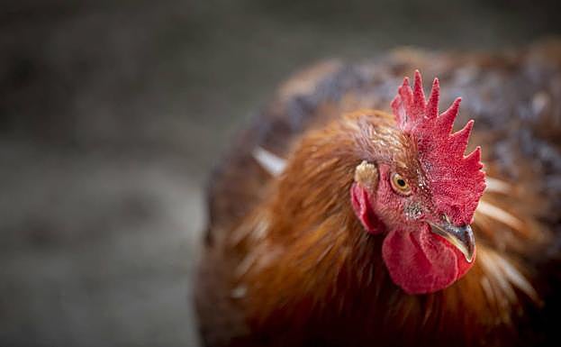 Una nueva variante de la gripe aviar, la H5N8, salta de aves a humanos