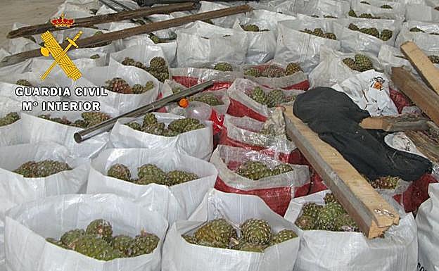 Intervienen casi 14 toneladas de piñas piñoneras recogidas ilegalmente