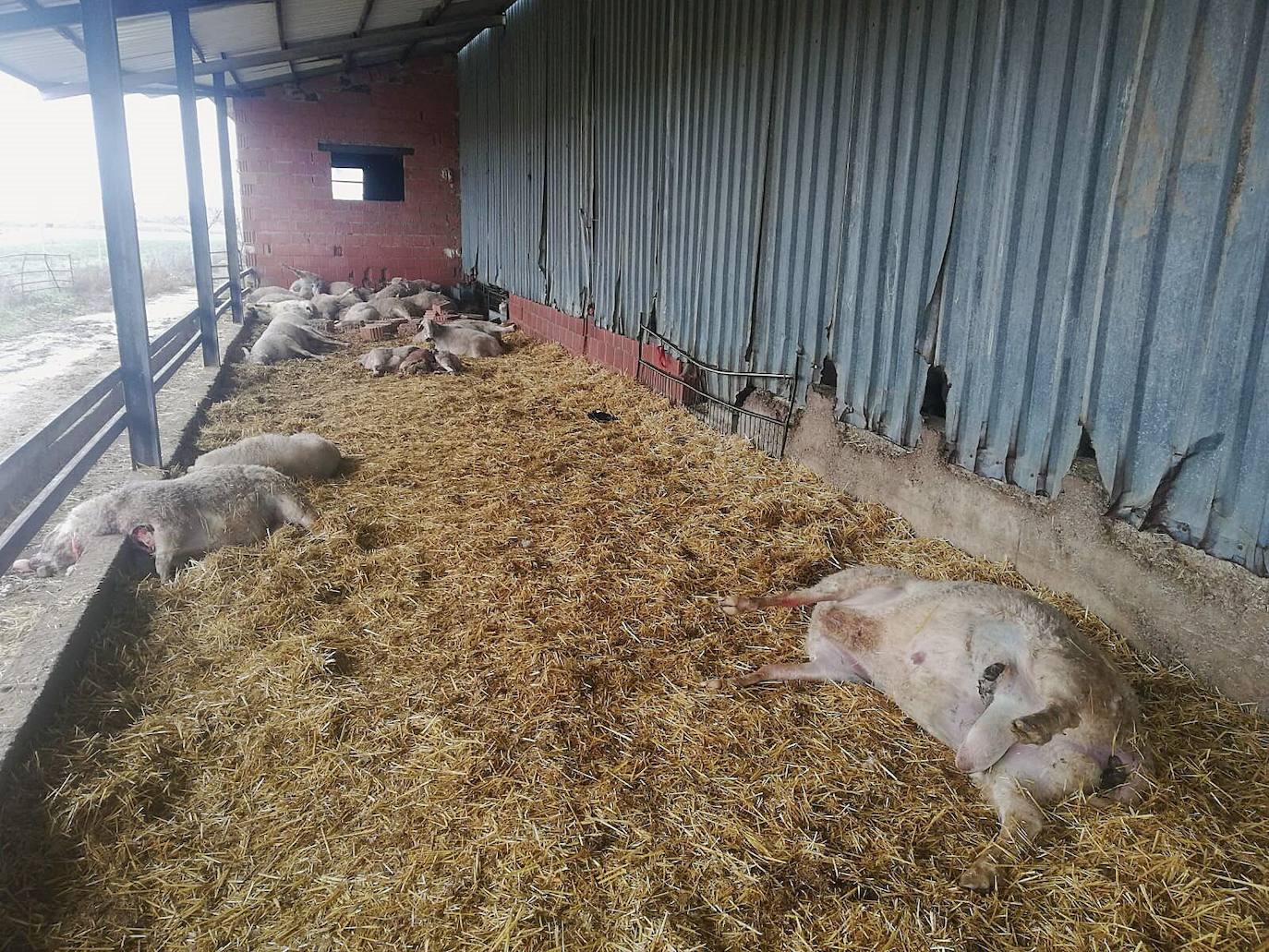 Ovejas muertas por el ataque del lbo en una explotación de Zamora. 