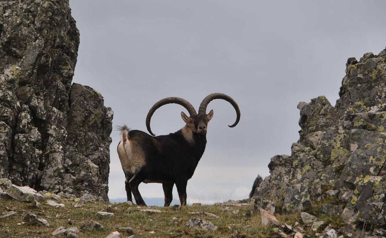 El rececho de cabra montés ha sido la modalidad más afectada en la reserva de caza. 