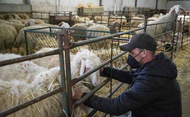 Alejandro Tola, pastor en la cooperativa, atendiendo a una oveja.