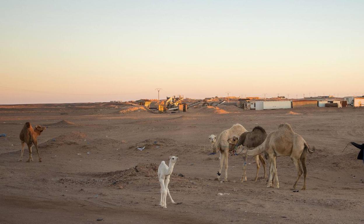 Un hombre junto a sus camellos al atardecder en Rabuni. 
