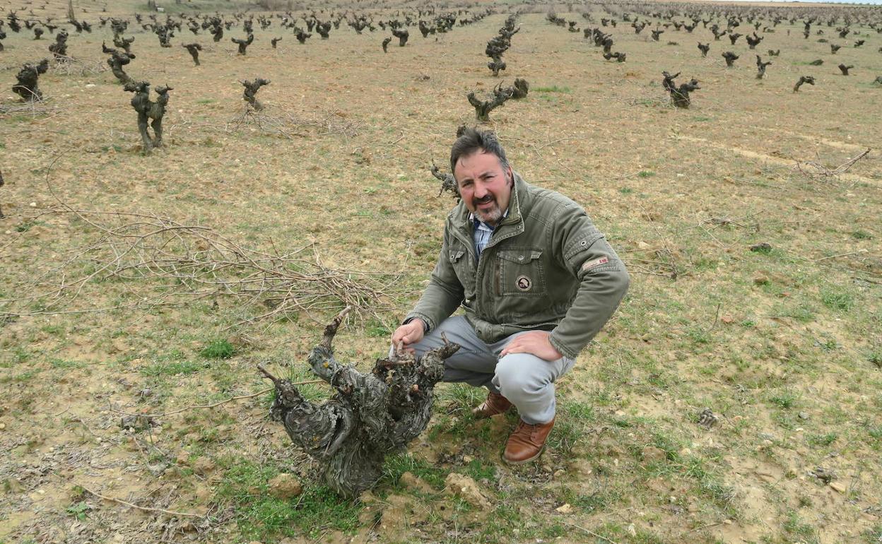 Juan Miguel Fuentes Sardón, en una viña del paraje de El Fraile en el término municipal de Villanueva de Campeán. 