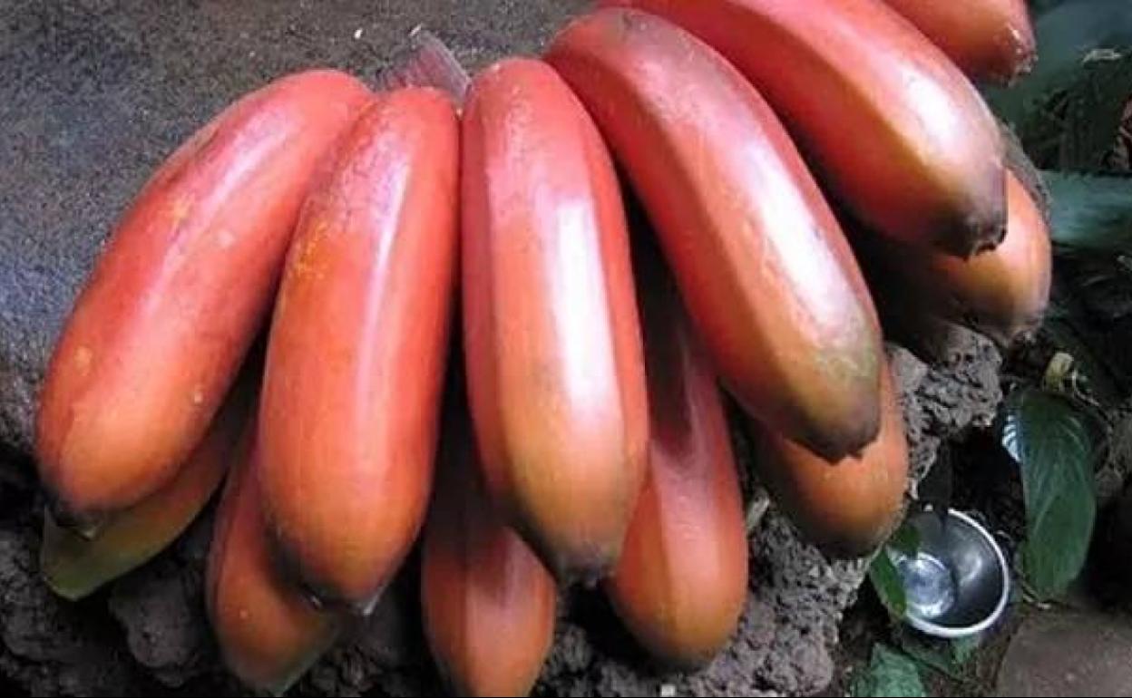 Muestra de unos plátanos rojos