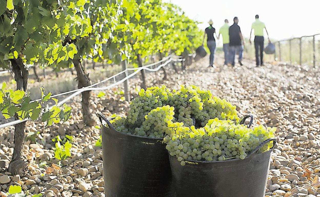 Vendimia en el viñedo ecológico de uva verdejo de Bodegas Menade, en la Seca (Valladolid). 