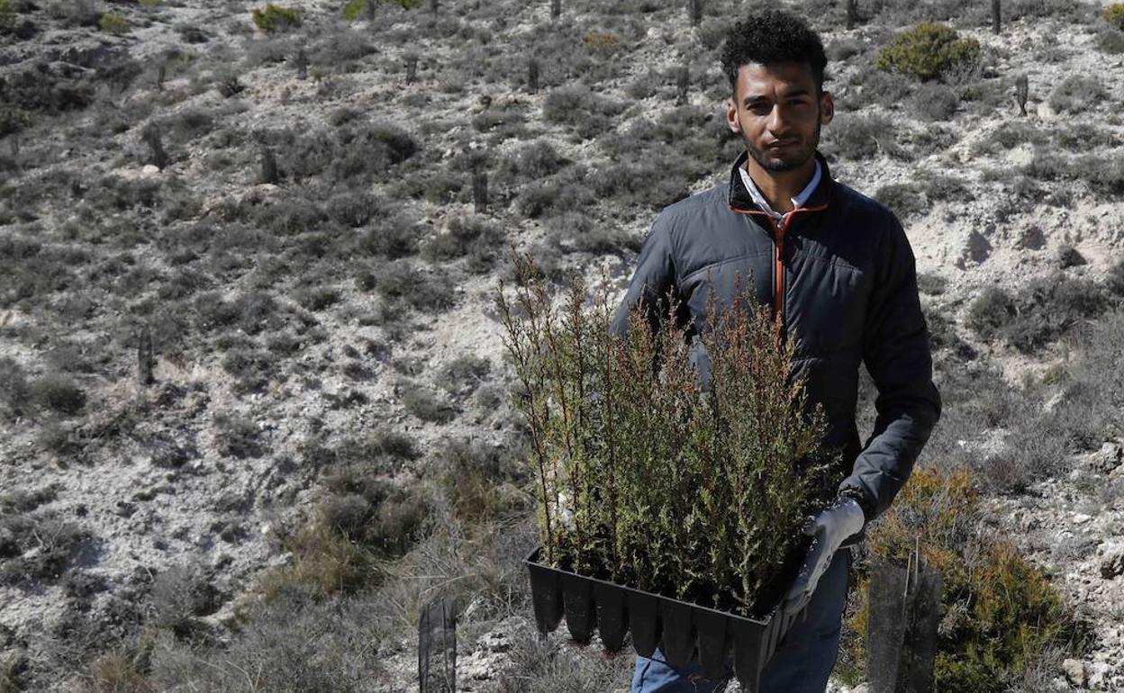 El joven Omar El Goufairi, con el grueso de plantas para iniciar el trabajo.