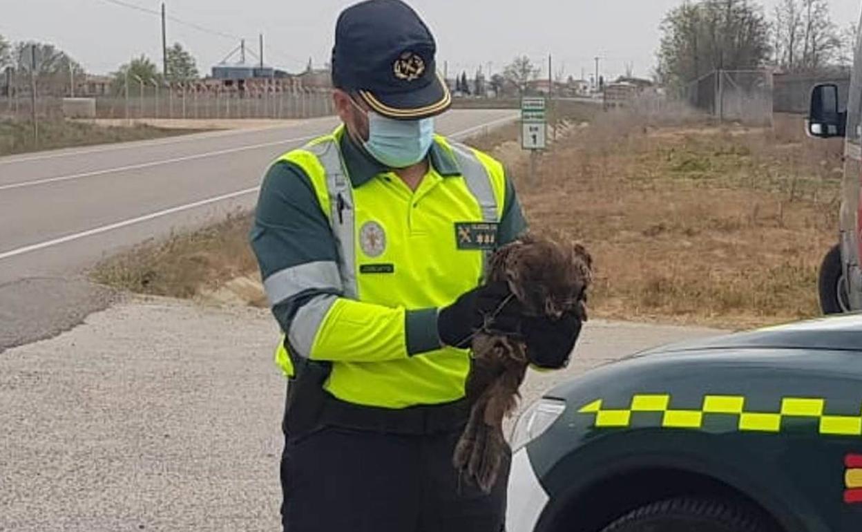 Recuperan un milano negro que resultó herido al ser golpeado por un vehículo