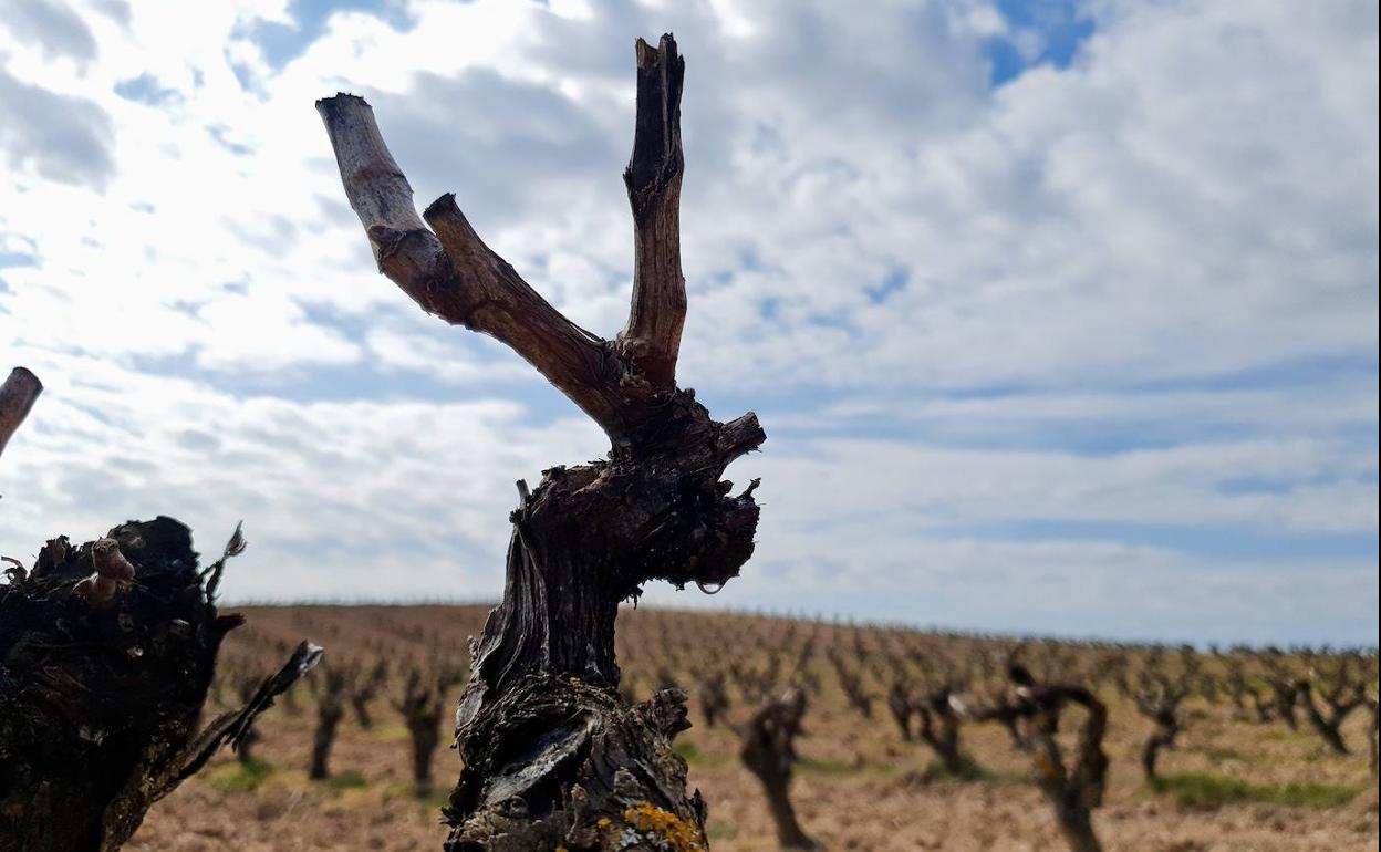 La savia de una cepa llora o gotea a través de los cortes de la poda, el 7 de abril.
