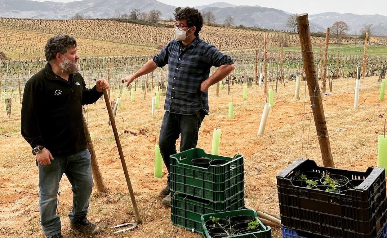 Los viticultores, enólogos y bodegueros Raúl Pérez y Ricartdo Pérez Palacios plantan una viña en Valtuille. 