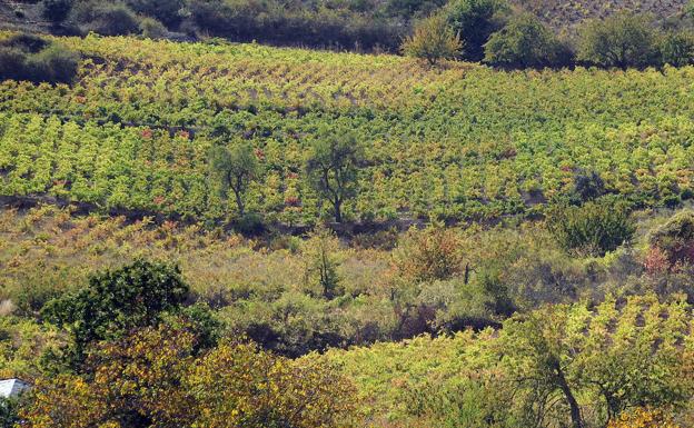 Imagen principal - Arriba, viñedos de Corullón. Abajo, imágenes de la presentación de la nueva asociación hoy en la sede de la DO Bierzo. 