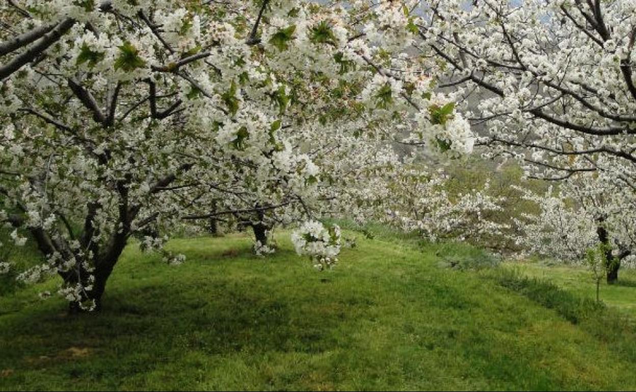 Dónde y cuándo ver los cerezos en flor en el Jerte