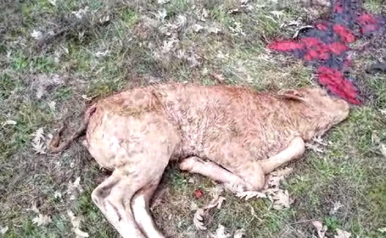 Imagen del ternero facilitada por UPA.