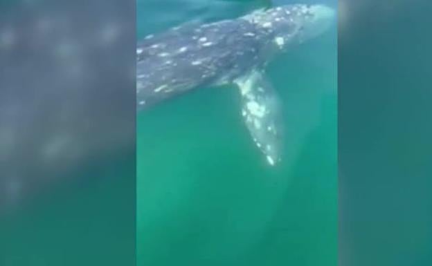 Avistada una ballena típica del Pacífico en mitad del Mediterráneo