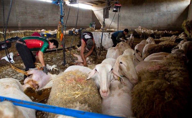 Un grupo de esquiladores trabaja en una nave de ovejas en Villafrechós. 