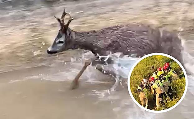 Vídeo: los Bomberos rescatan a otro corzo atrapado en Valladolid