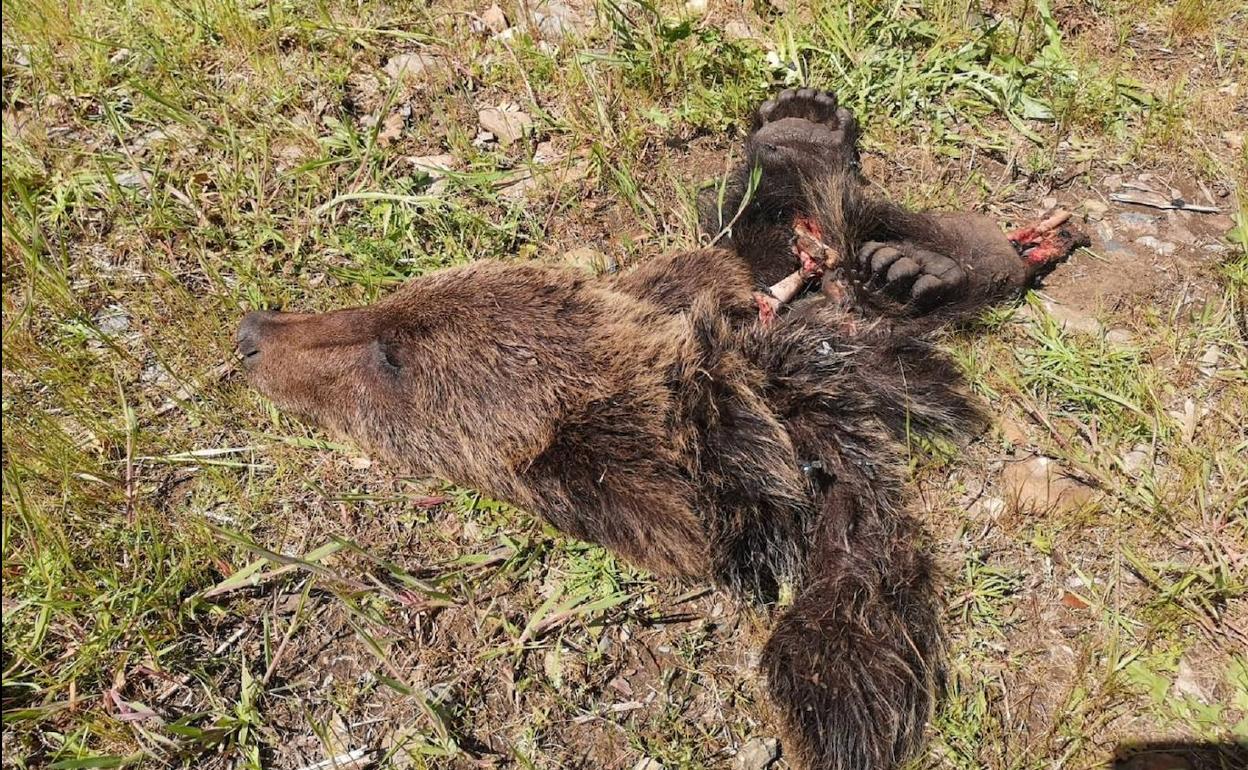 Localizados los restos de un ejemplar joven de oso pardo en León
