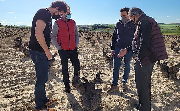 Imagen principal - Arriba, Fernnado Mora visita un viñedo viejo en compañía del gerente y el presidente de la DO Cigales, Raúl Escudero y Julio Valles, respectivamente. Abajo varios momentos de su visita a la DO Cigales, en una bodega y catando en el Consejo Rehulador. 